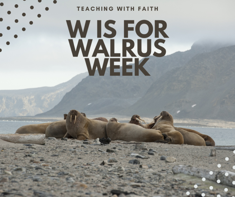 W is for Walrus Week