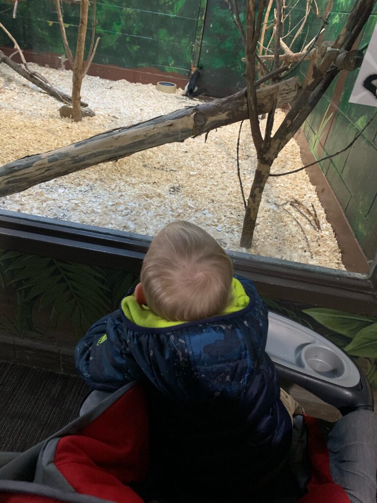 A toddler boy is in a stroller looking through a window at an animal. The animal is a small animal at the back of the room. There are branches and trees in the enclosure and the ground is veered in wood mulch.