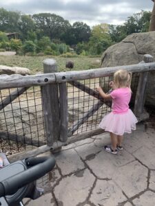 A little girl is holding onto a fence at the zoo looking at an ostrich.