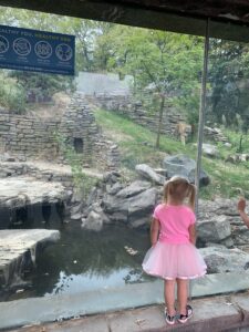 A little girl is standing on a ledge looking through a glass enclosure at a tiger at a zoo.