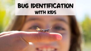 This is an image of a girl holding a bug on her finger. The title of the image is on the top of the image. It reads, "Bug Identification with Kids."