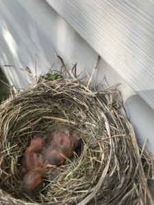 A nest with baby birds is seen. There are two or three baby birds in the nest. They have just hatched and have no feathers yet.