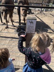 Two girls are feeding camels at the zoo. This is a great actvity for toddlers to learn about the letter c for camels.